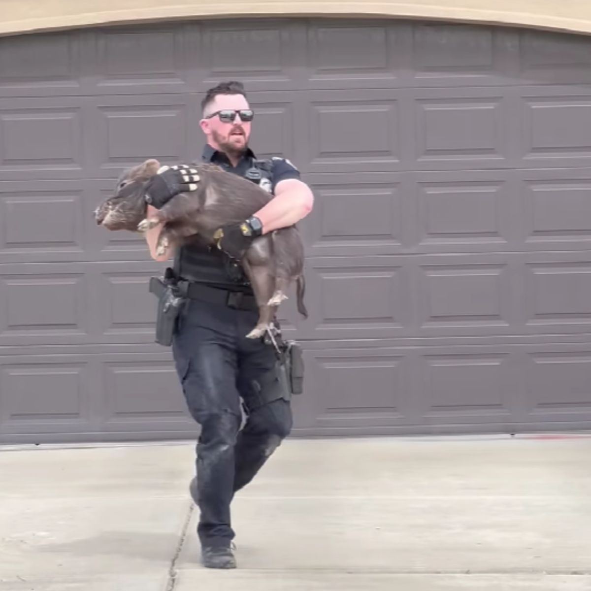 cop carries hog