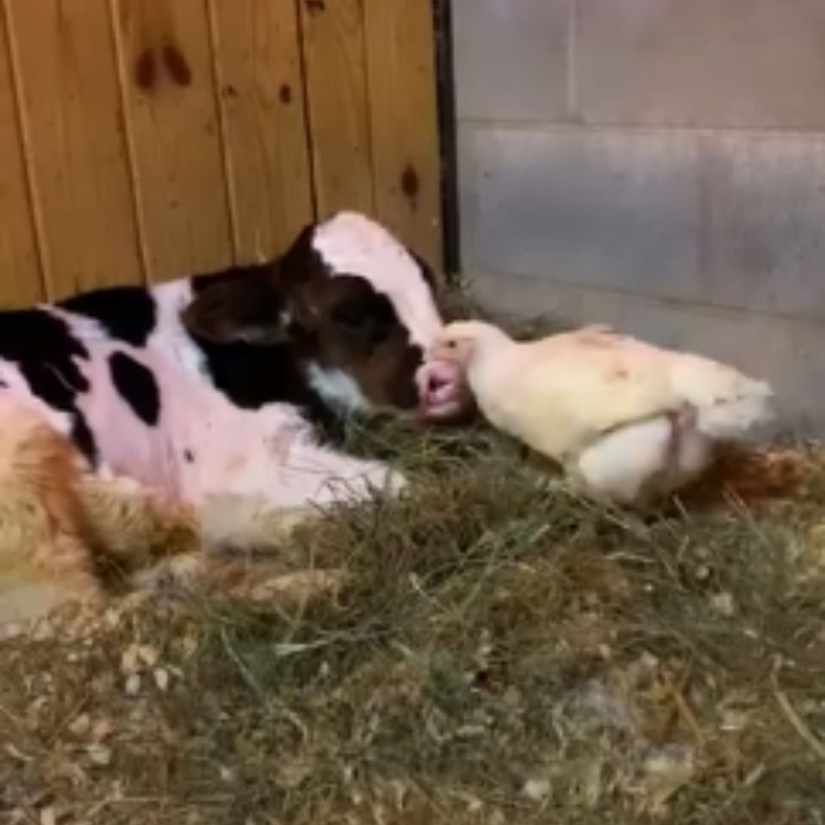 cow and duck