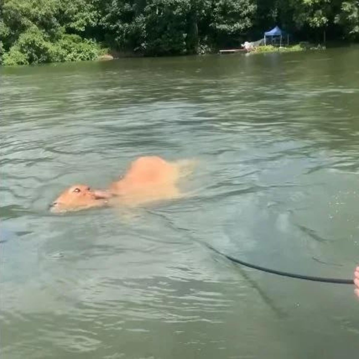 cow drowning