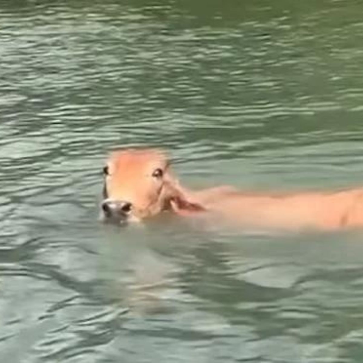 cow in water