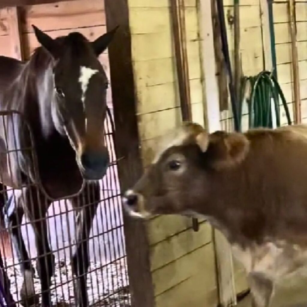 cow next to horse