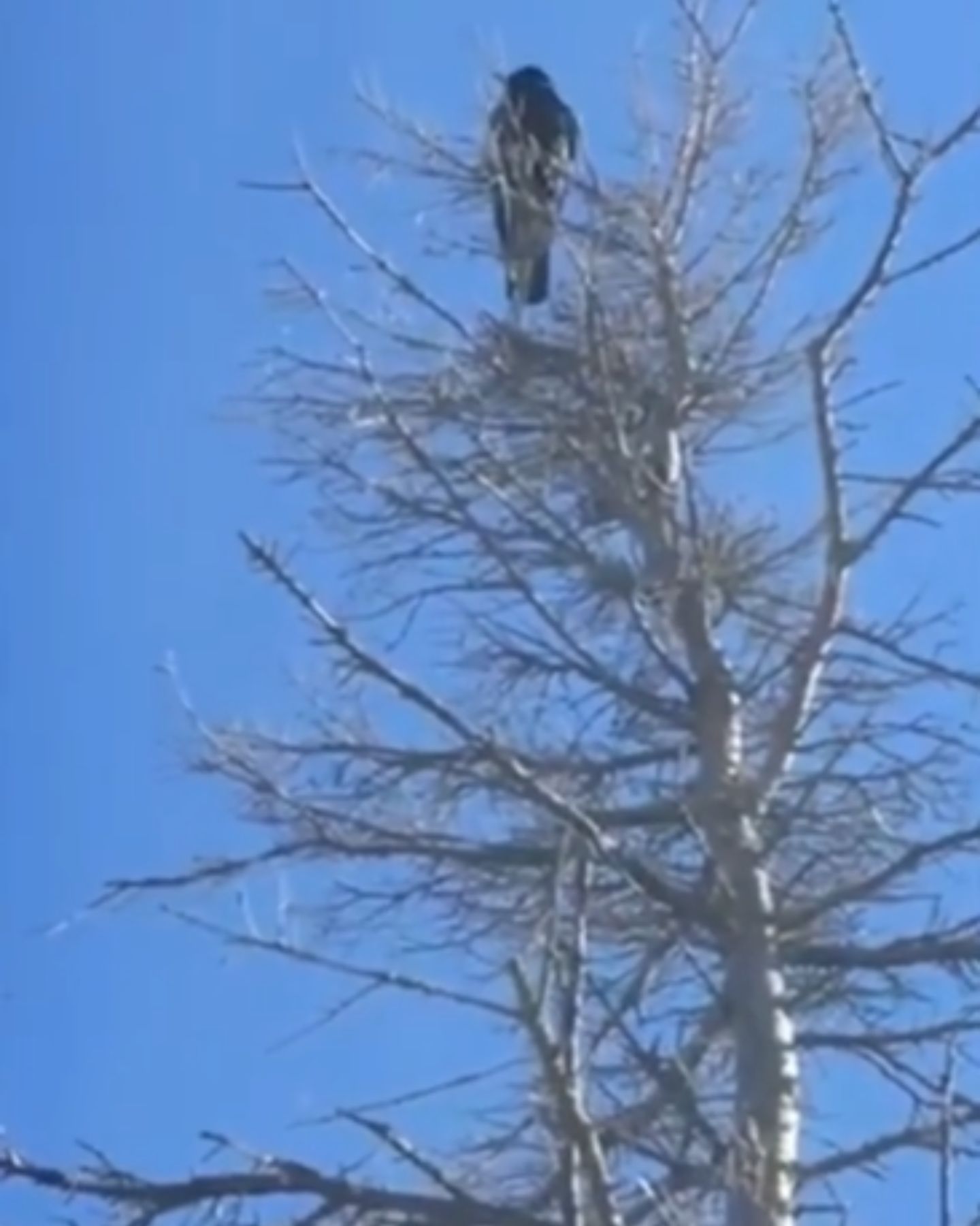 crow in a tree