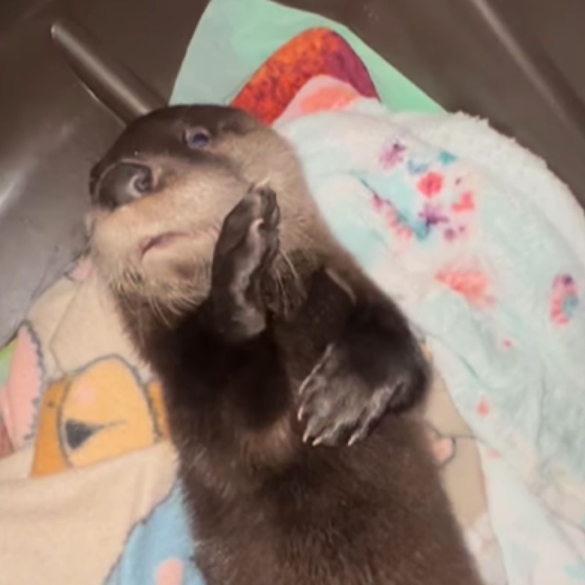 cute baby otter