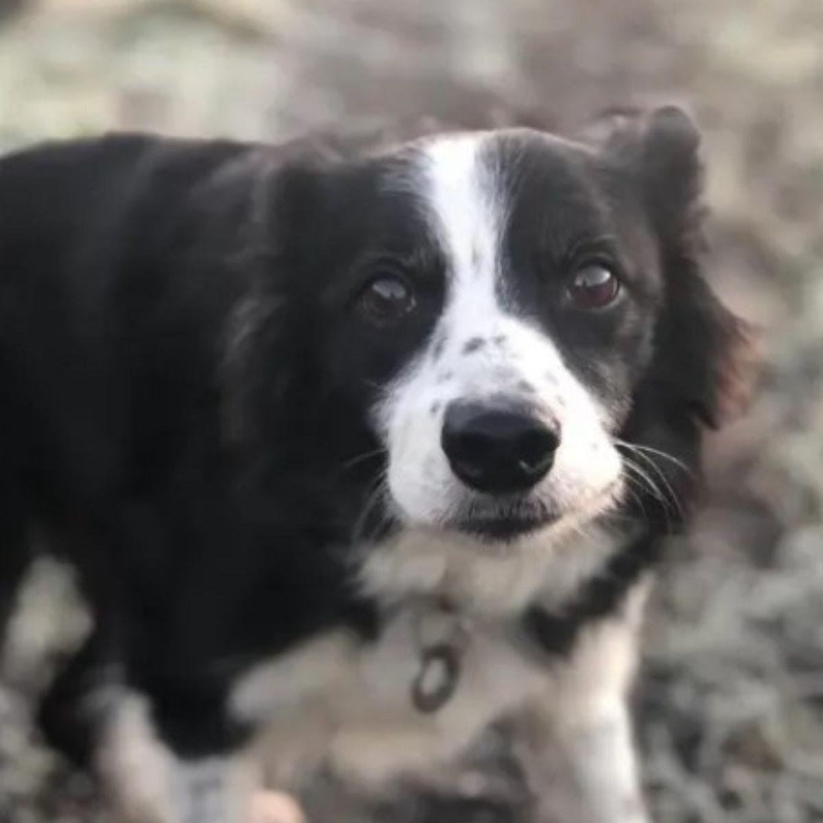 cute black and white dog