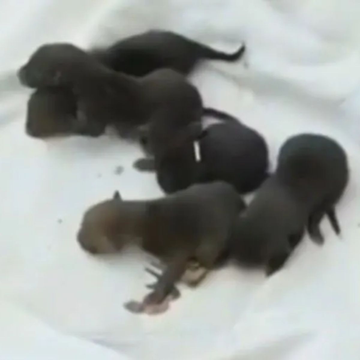 cute black newborns