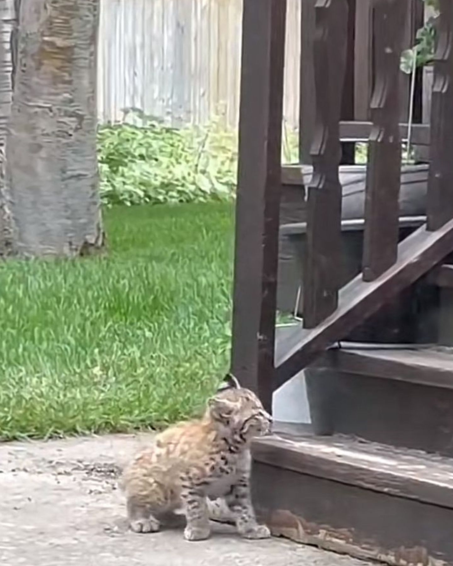 cute bobcat kitten