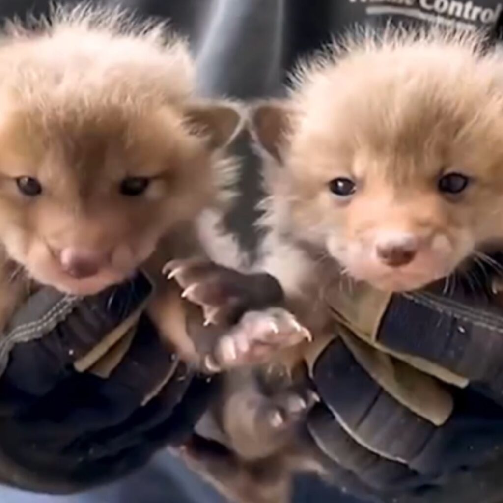 cute rescued baby foxes