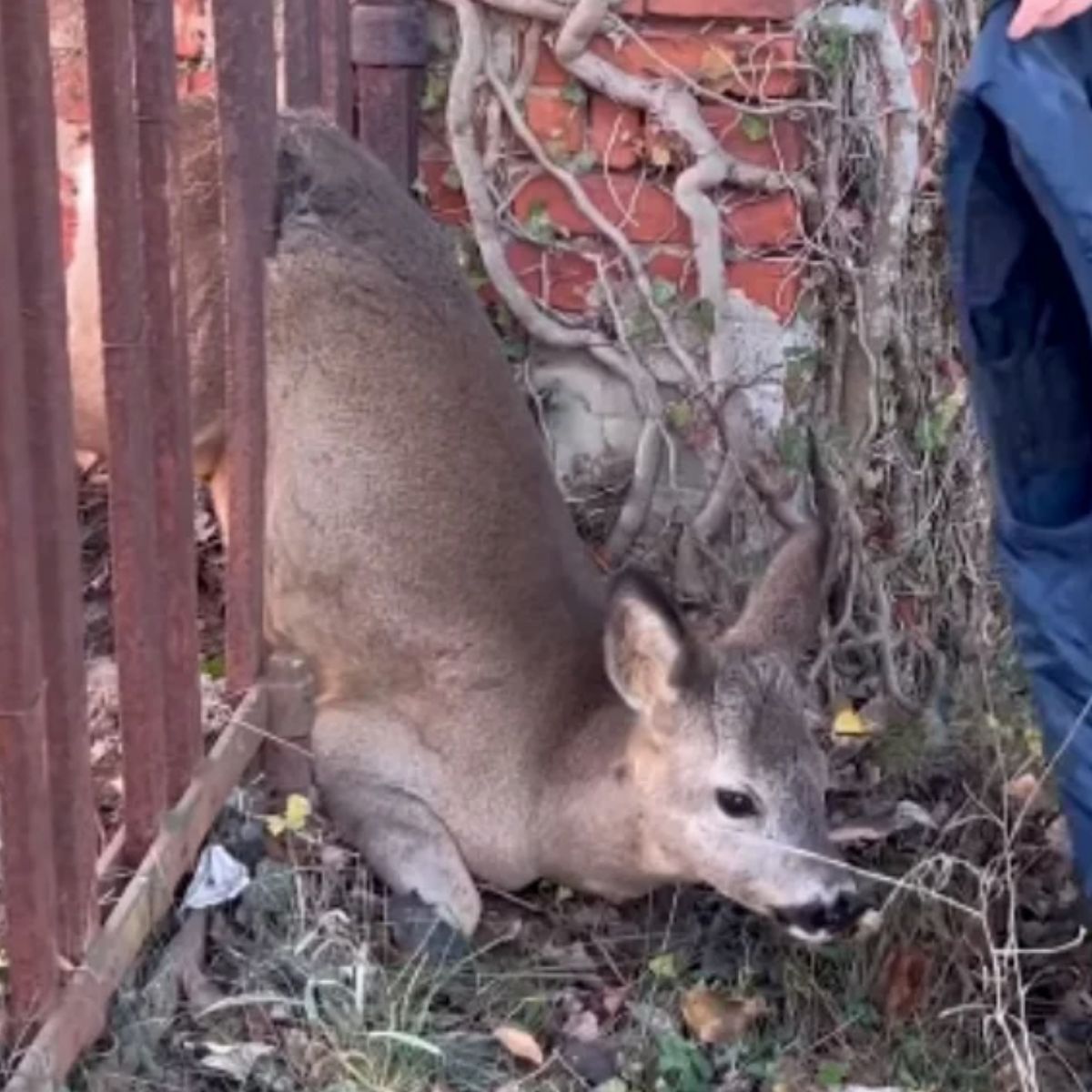 deer stucked in fence