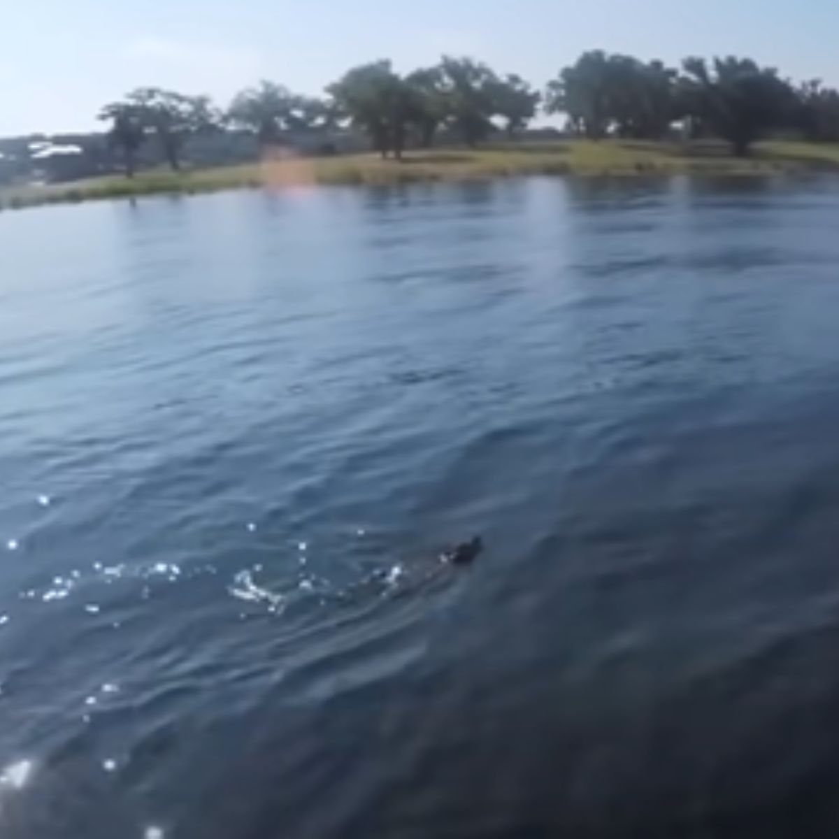 deer swimming in lake