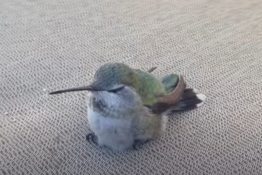 dehydrated hummingbird