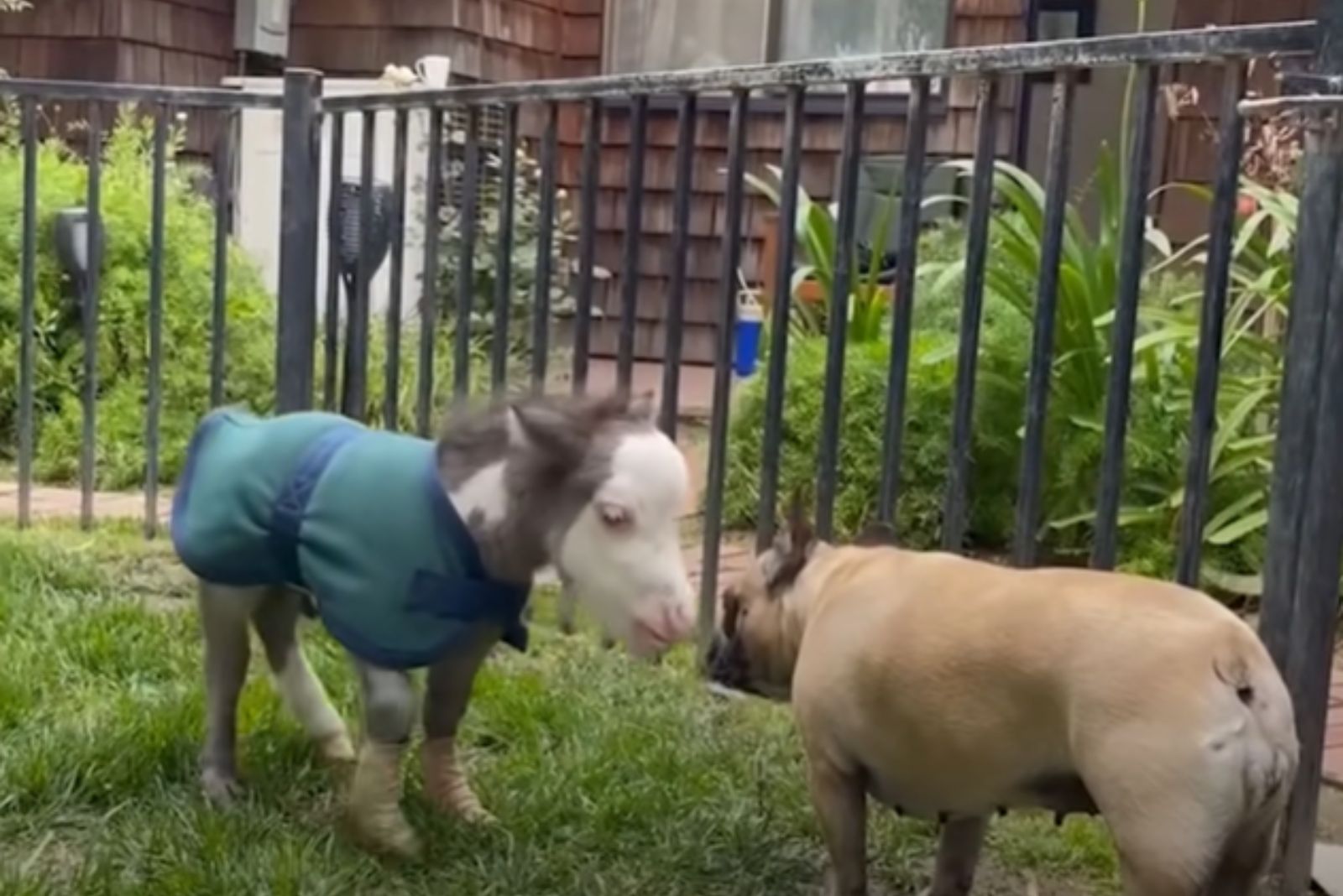 disabled miniature horse and a dog