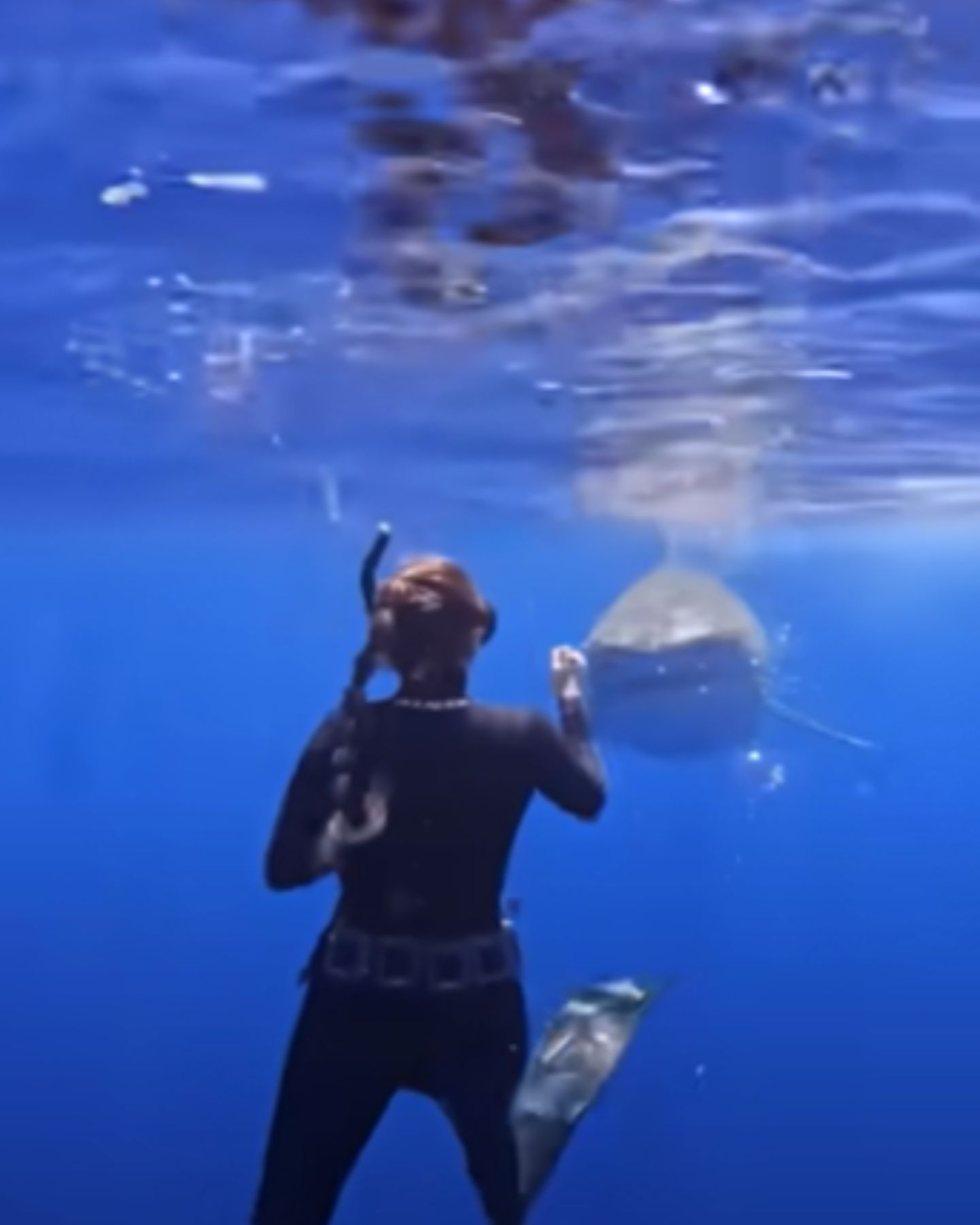 diver approached by tiger shark