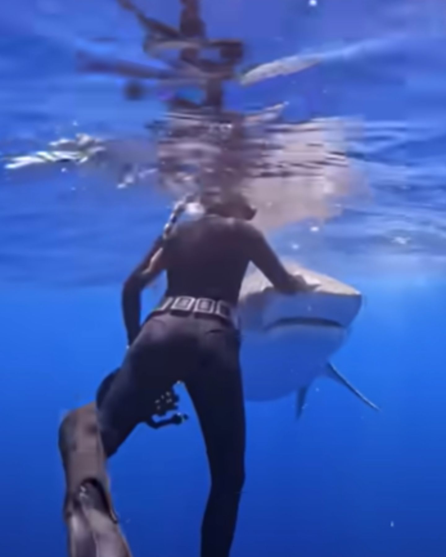 diver touching the shark