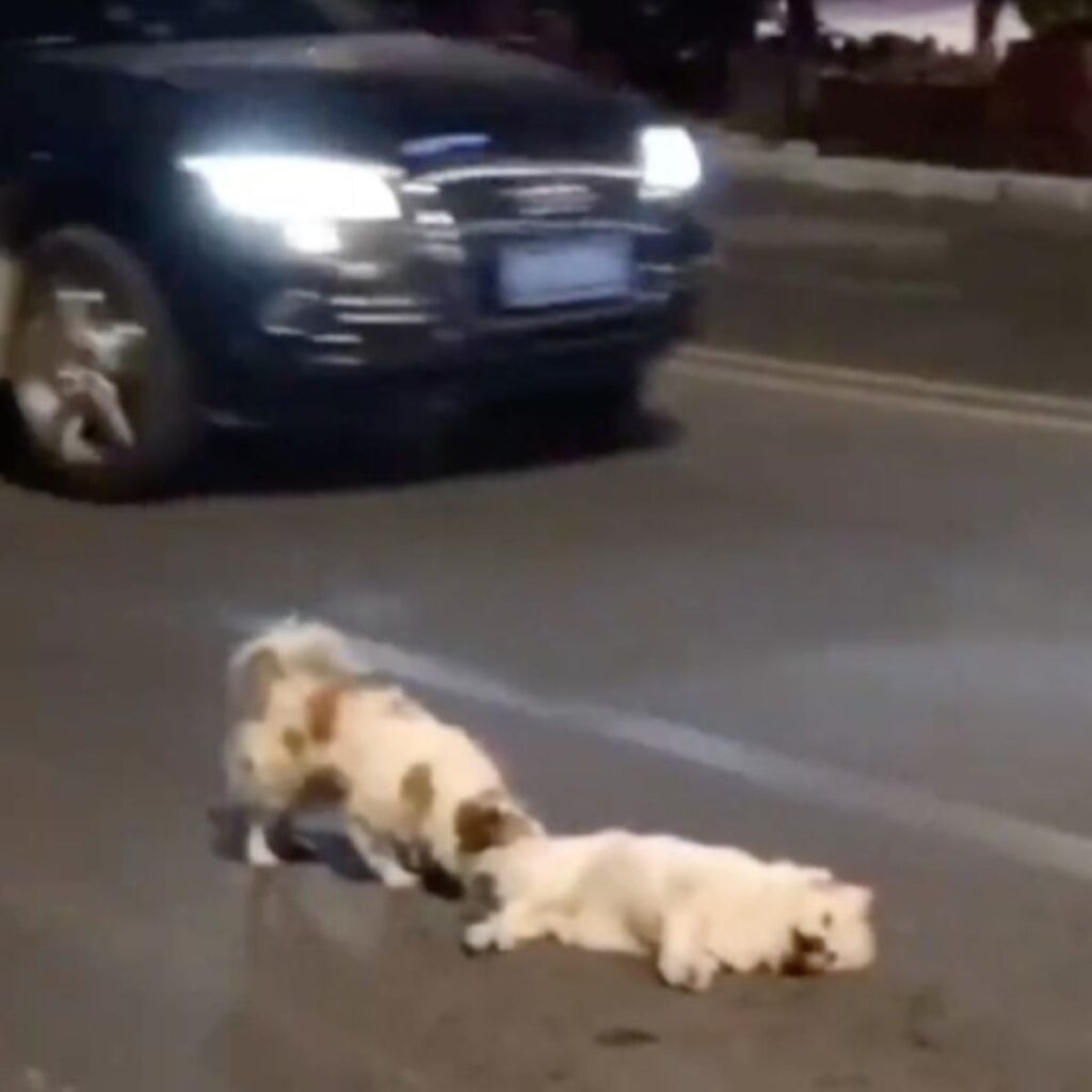 dog approaches dog after accident