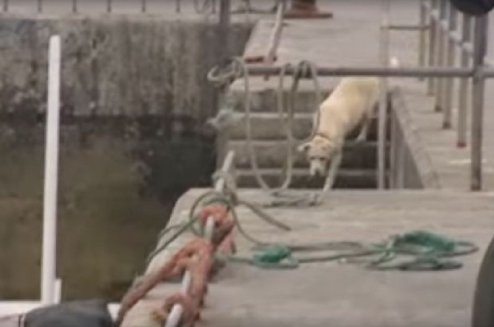 dog going down the stairs