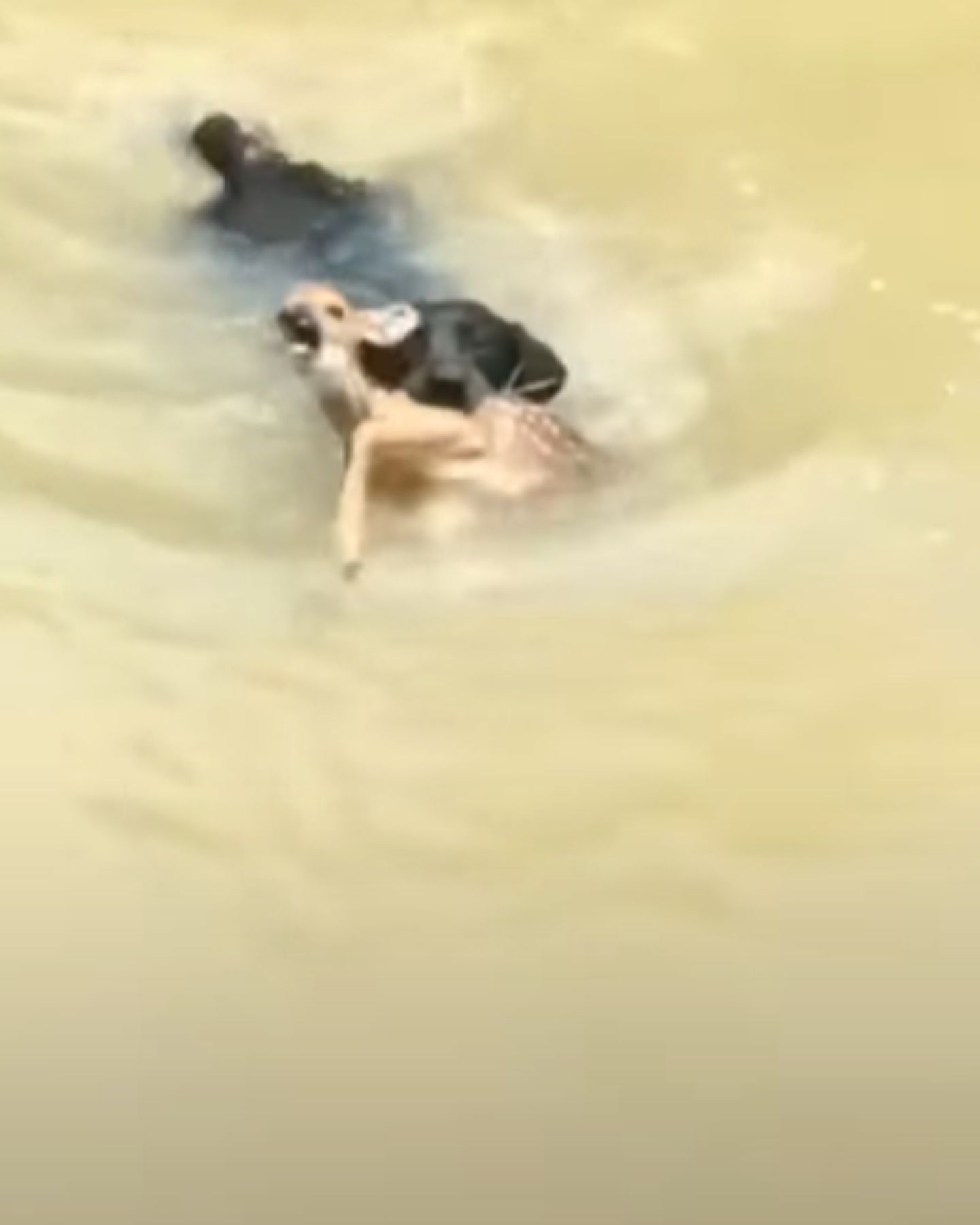 dog helping a lamb