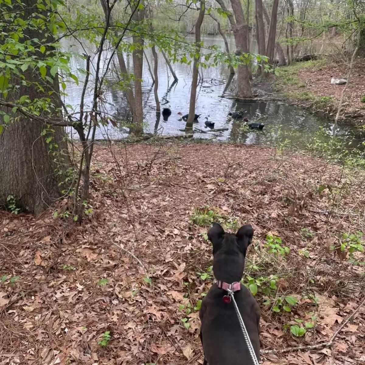 dog near swamp