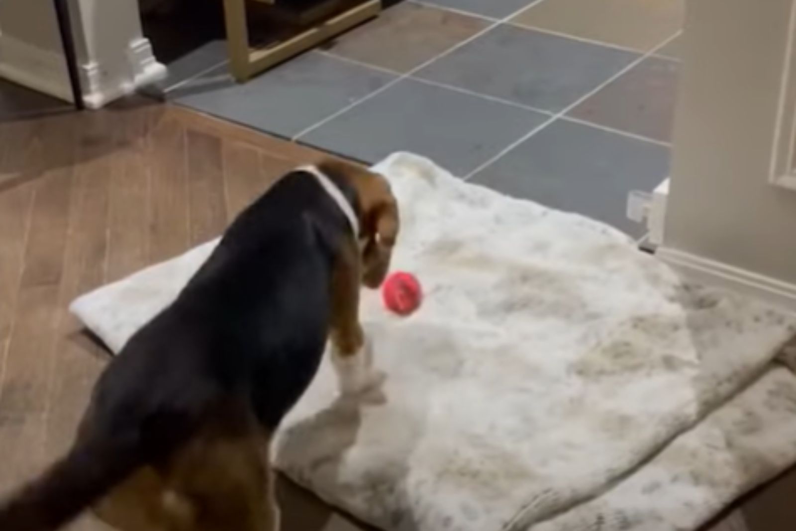 dog playing indoors