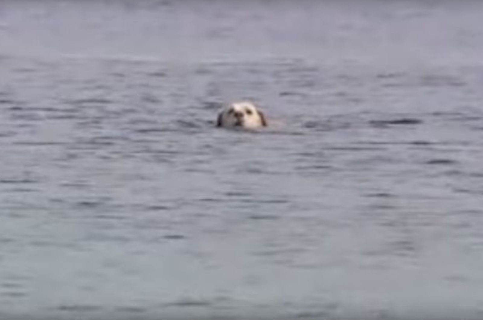 dog swimming in ocean