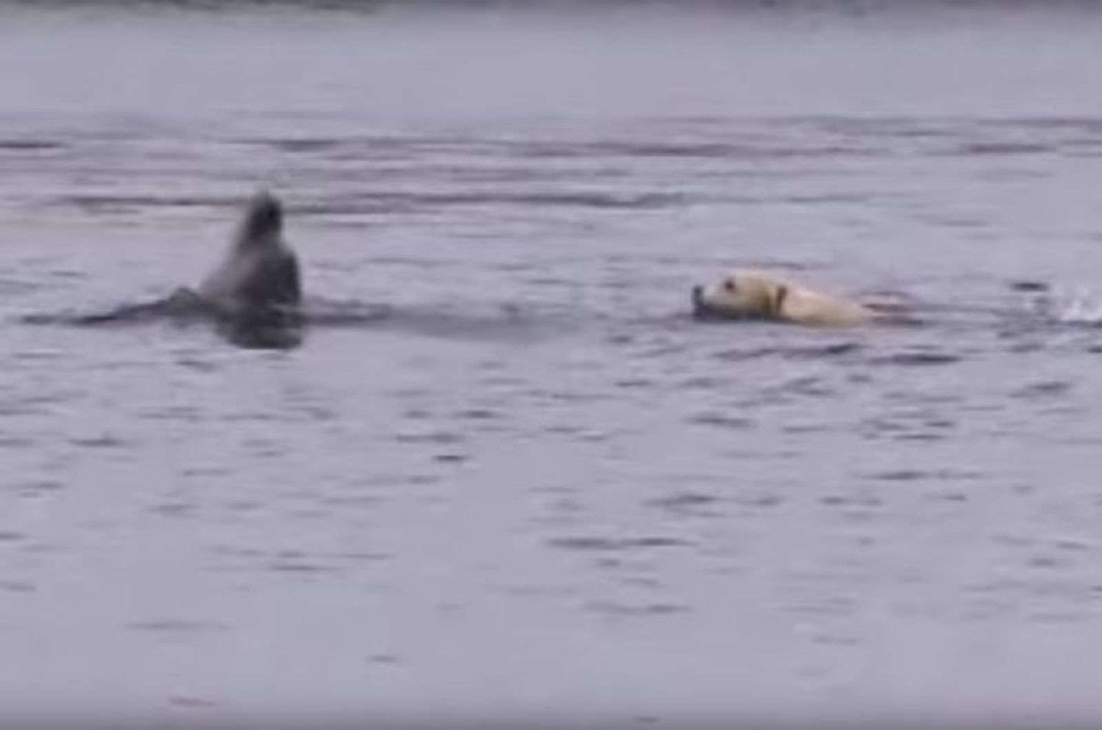 dog swimming with dolphine