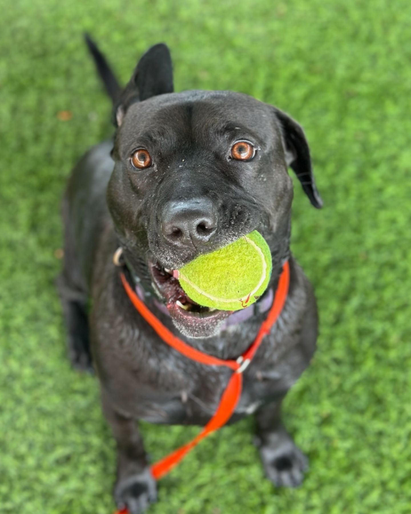 dog with ball in mouth