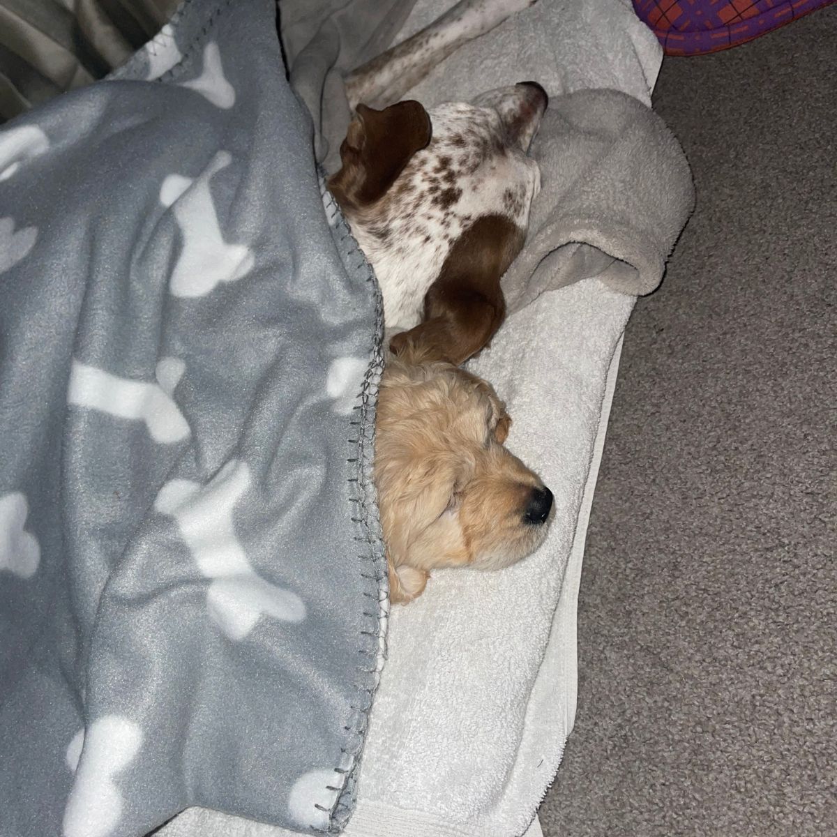 dogs sleeping under the blanket