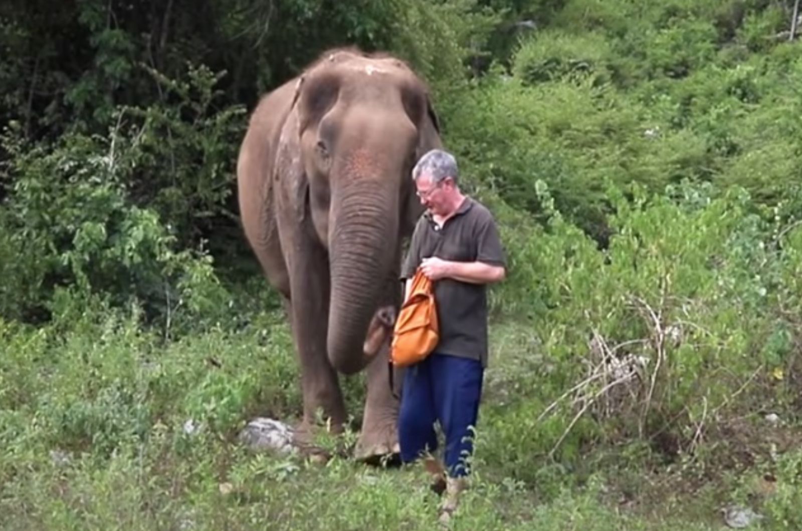 elephant and a man