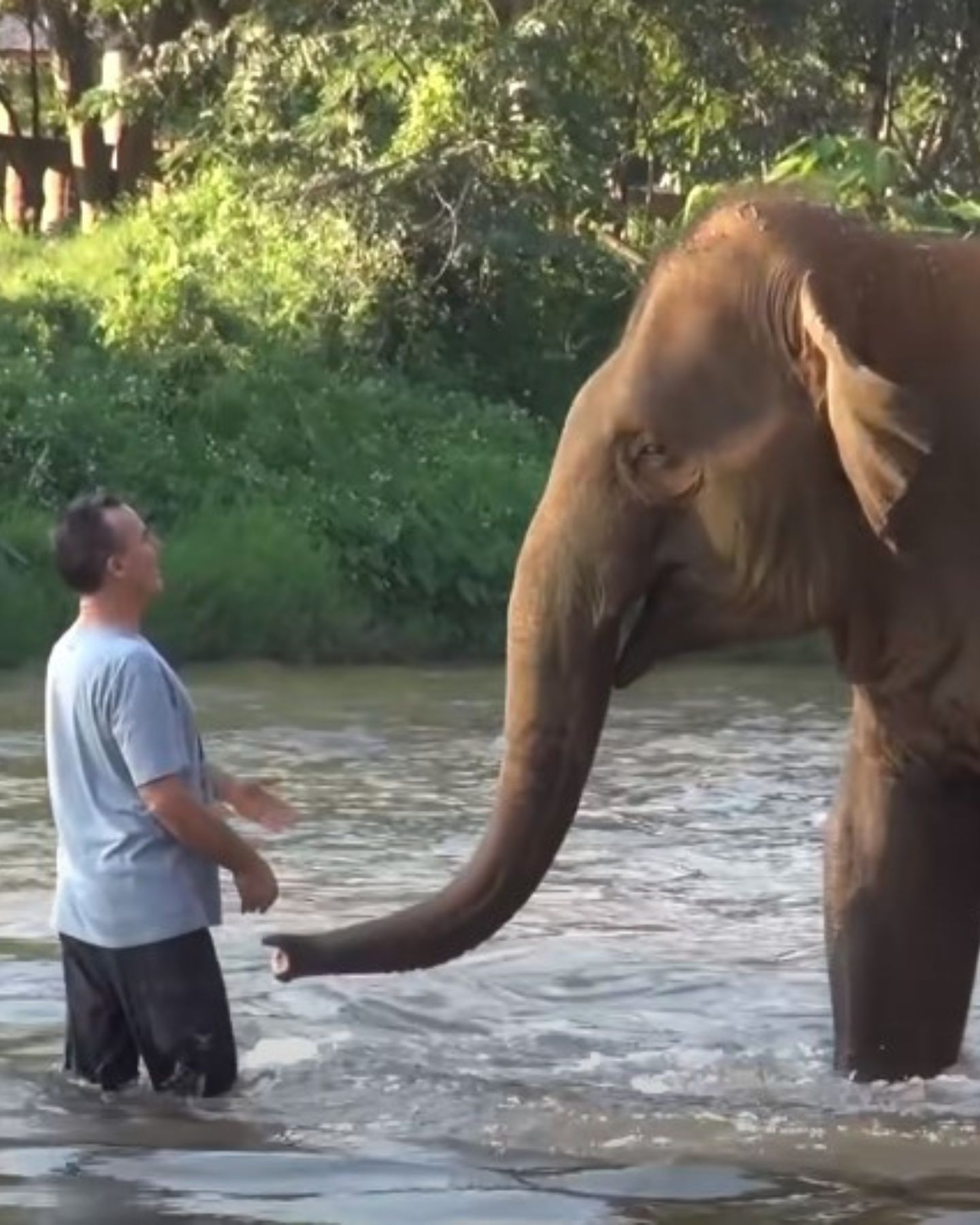 elephant and man in a river