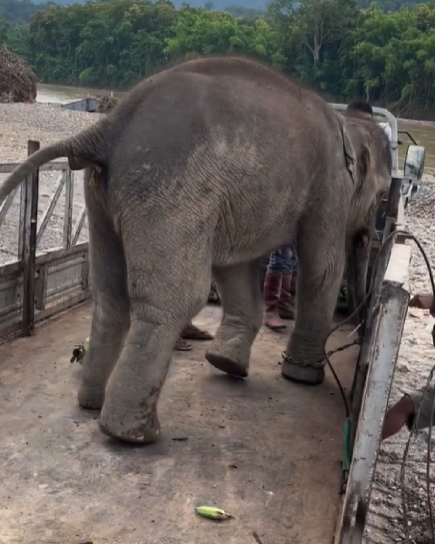 elephant tied to a metal