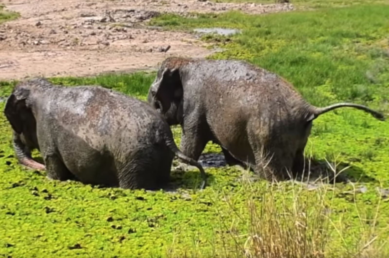 elephants bathing in mud