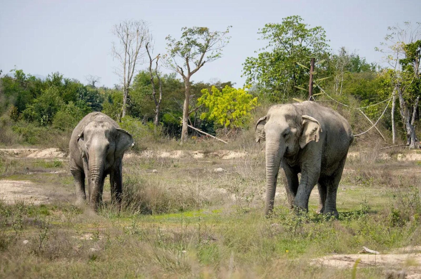 elephants in nature