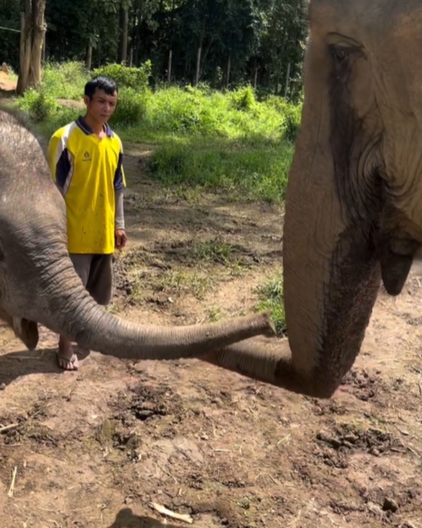 elephants touching