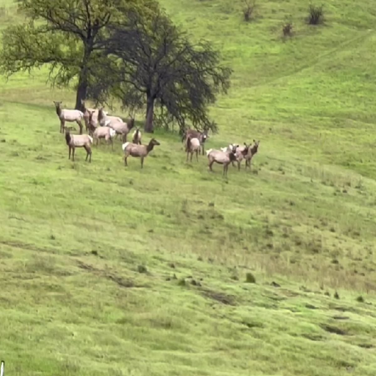 elks on a pasture