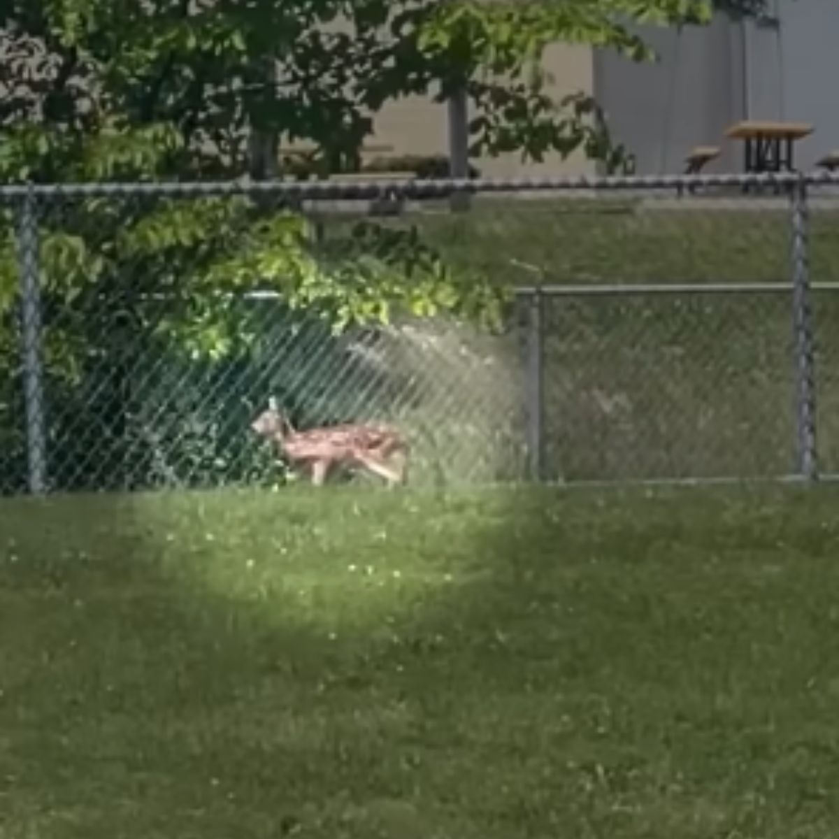 fawn trapped