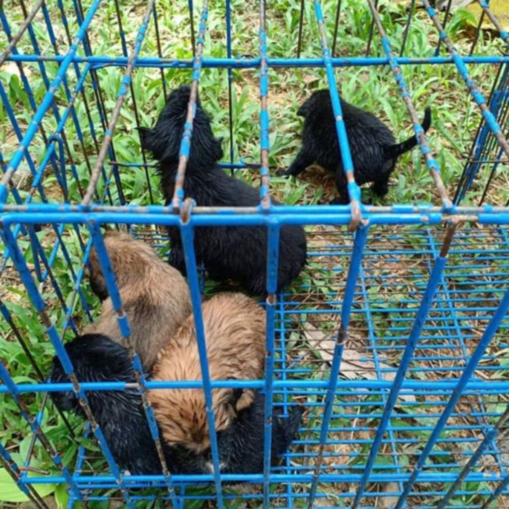 five cute puppies in a cage