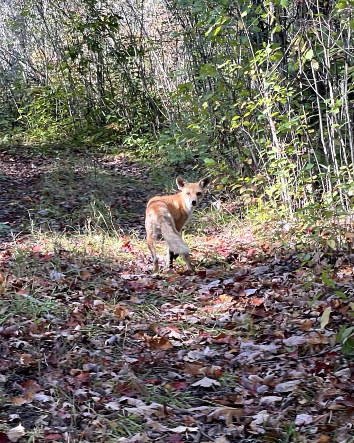 fox in forest