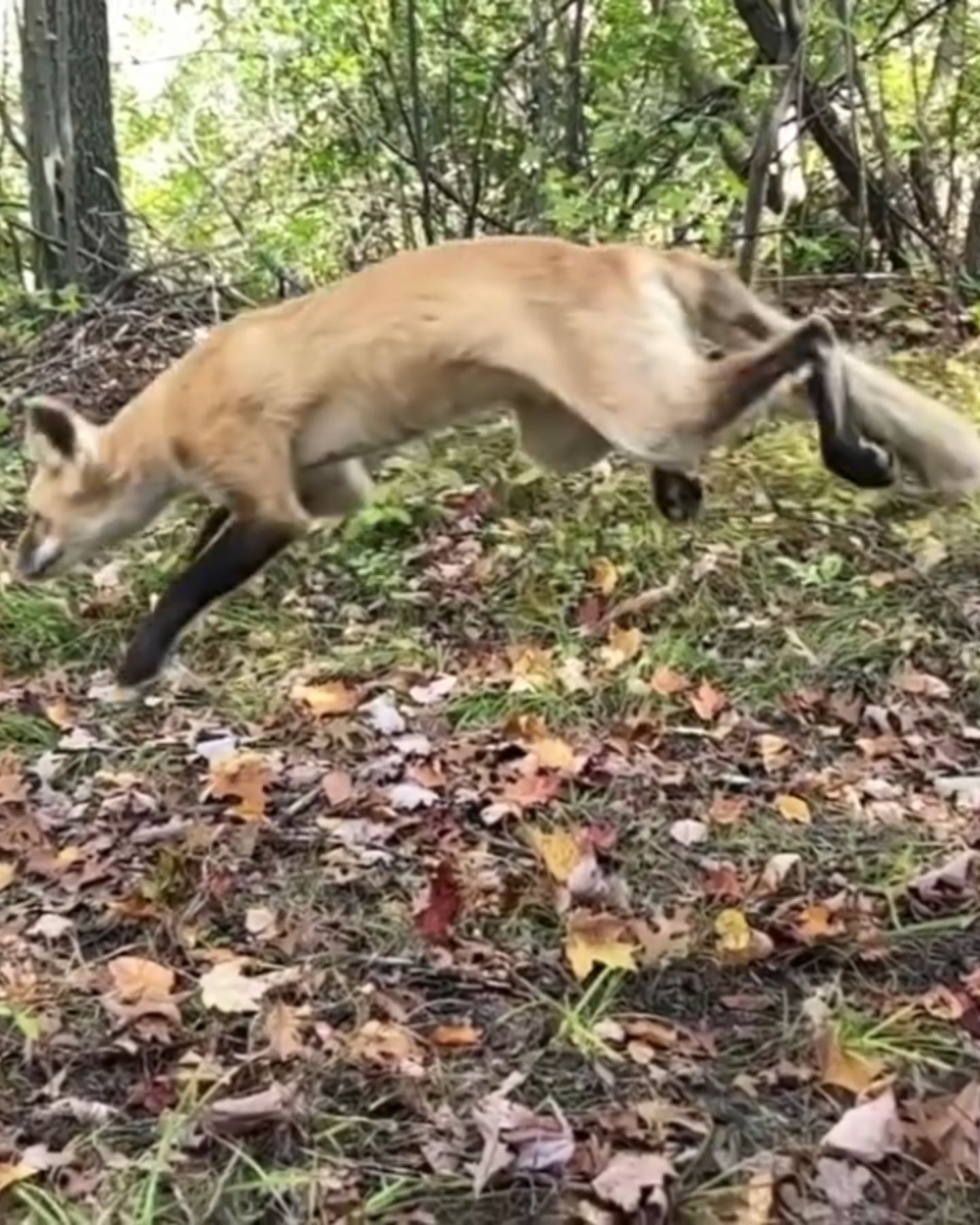 fox jumping