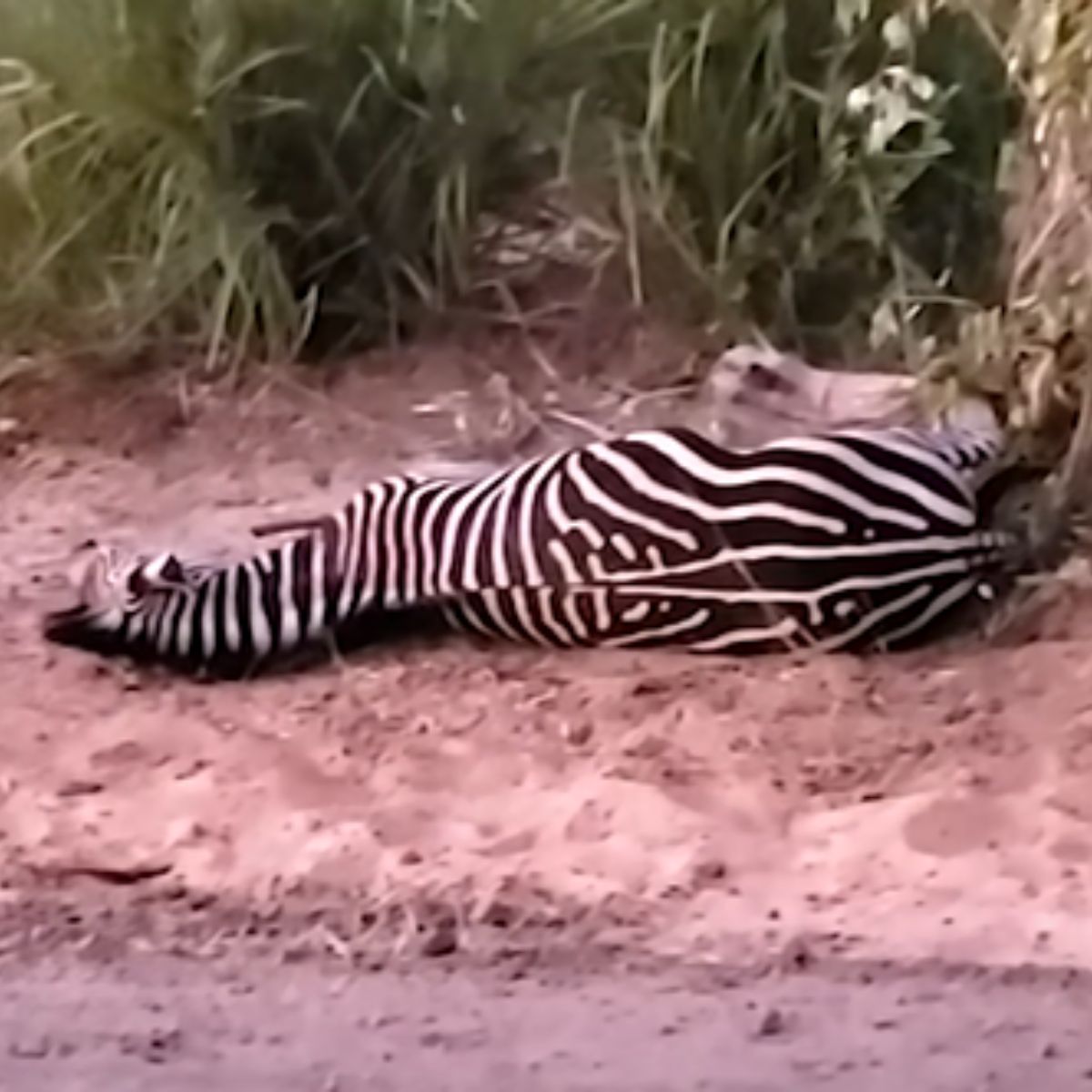 free zebra lying