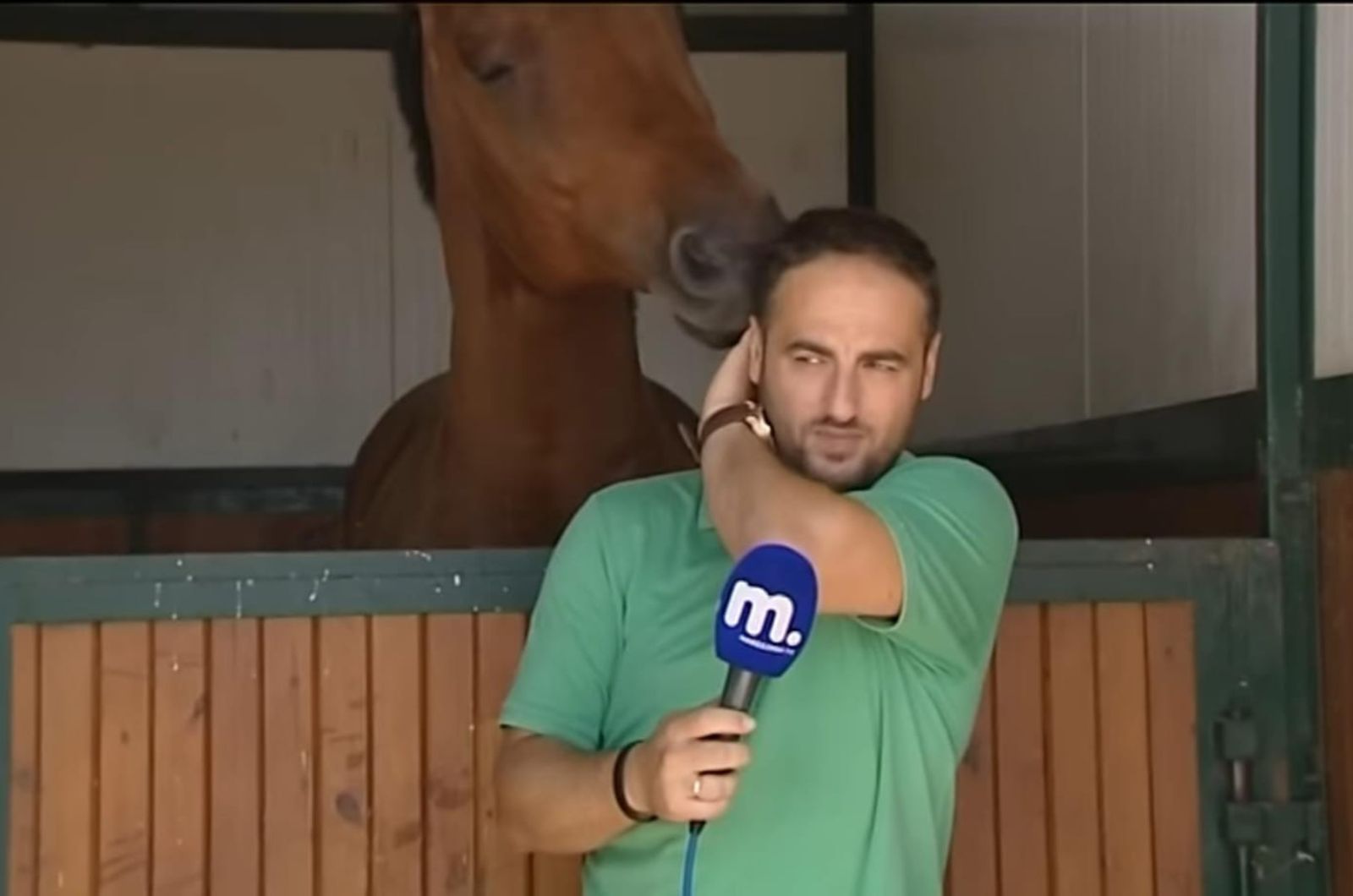 funny horse touching tv reporter