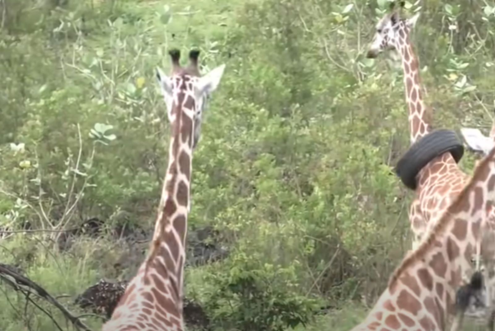 giraffe with car tire