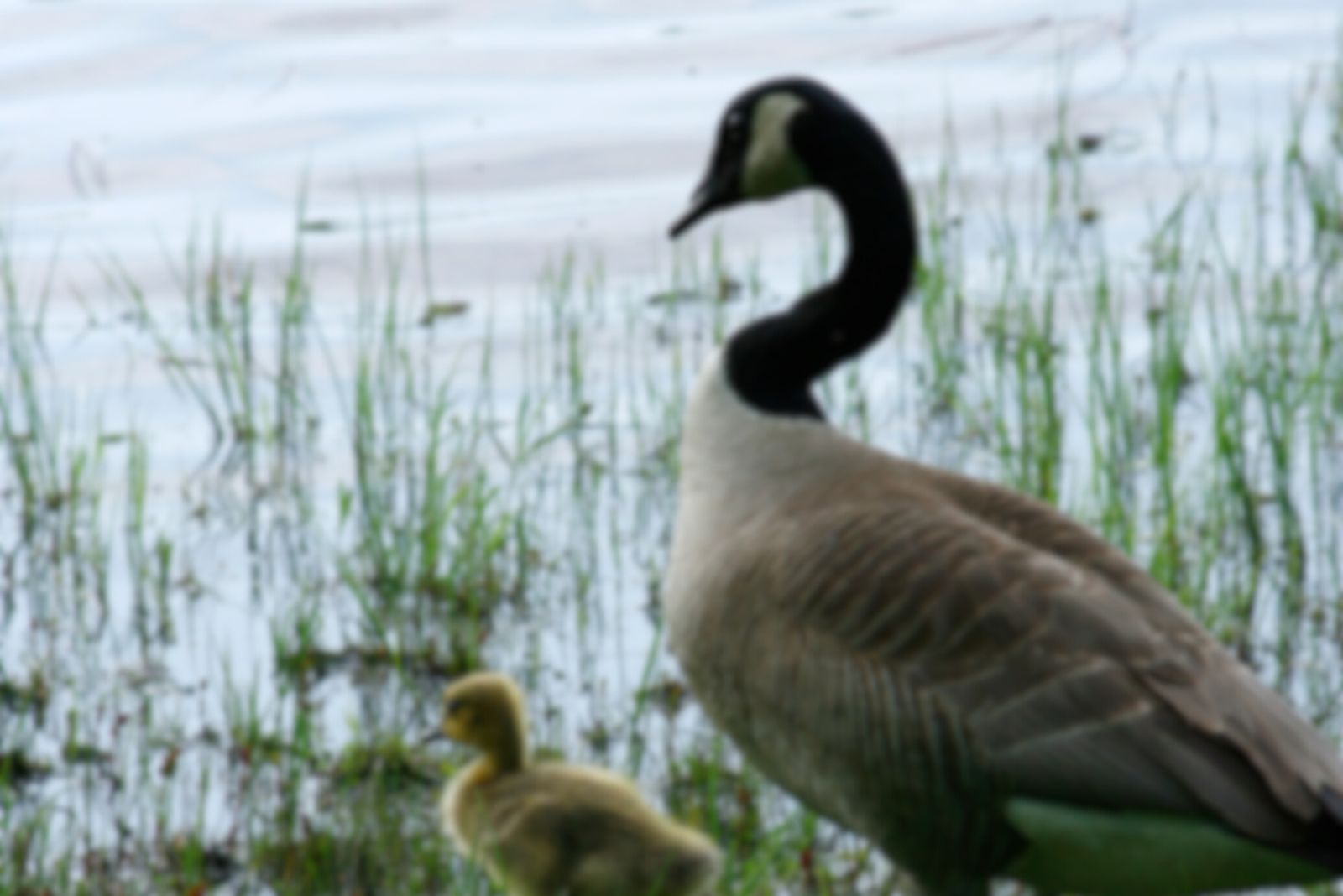 goose with her babies