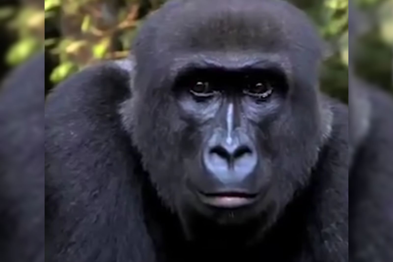 gorilla closeup