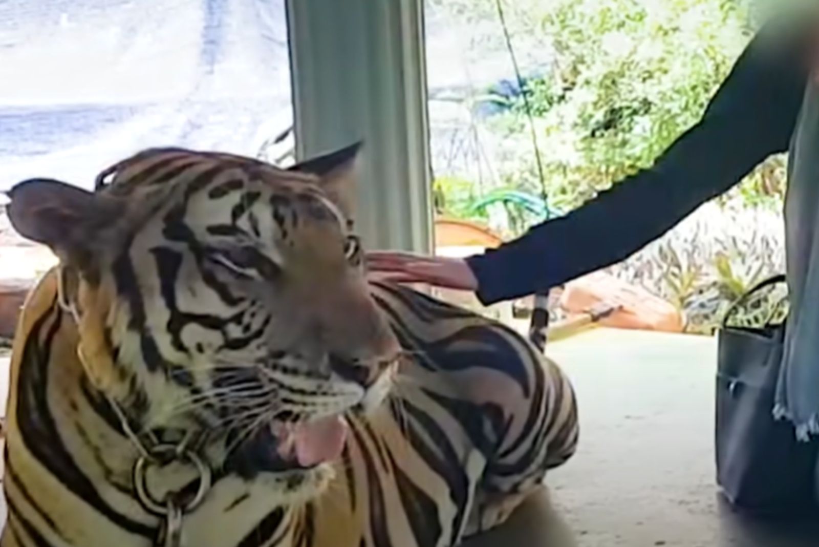 hand petting the tiger