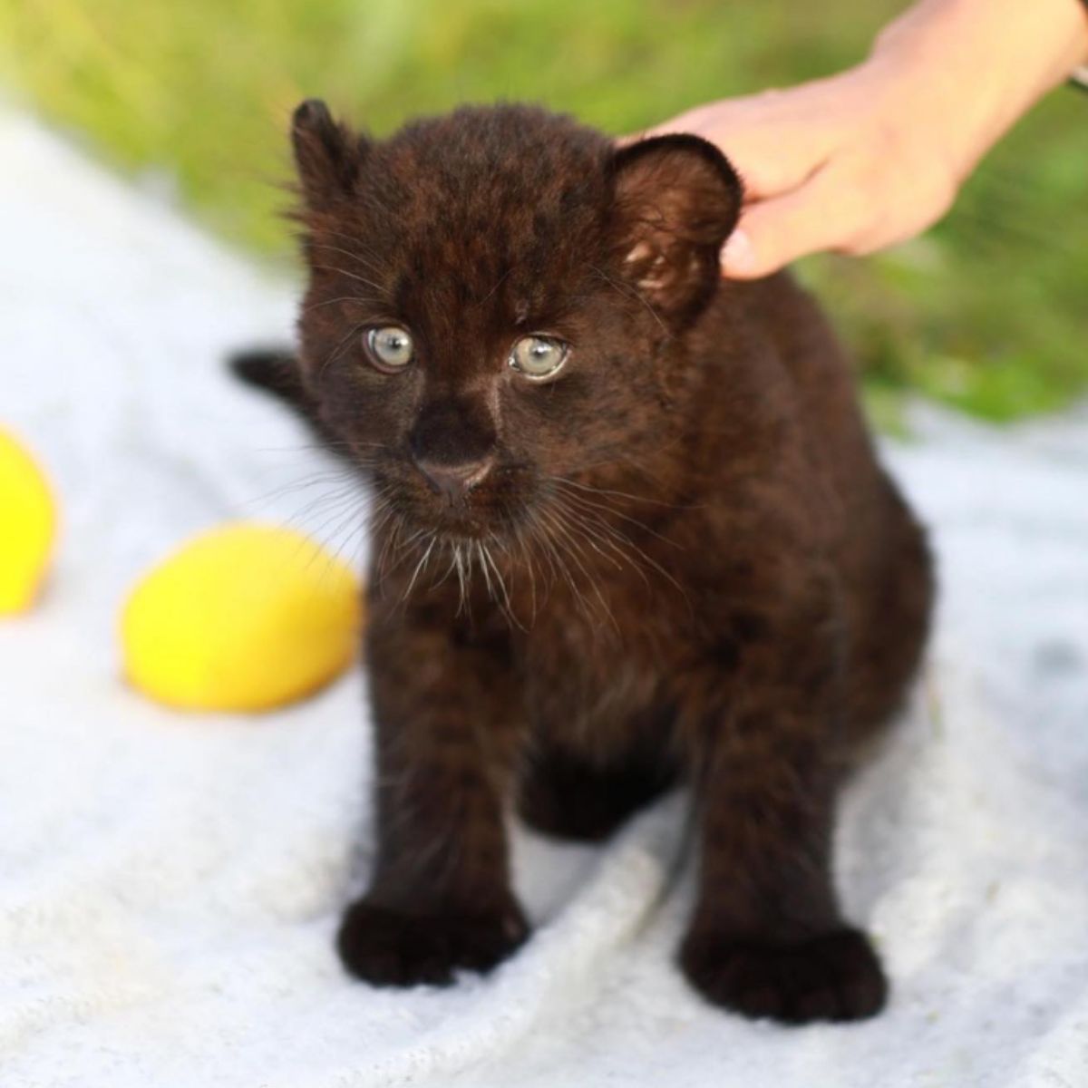 hand touching baby panther