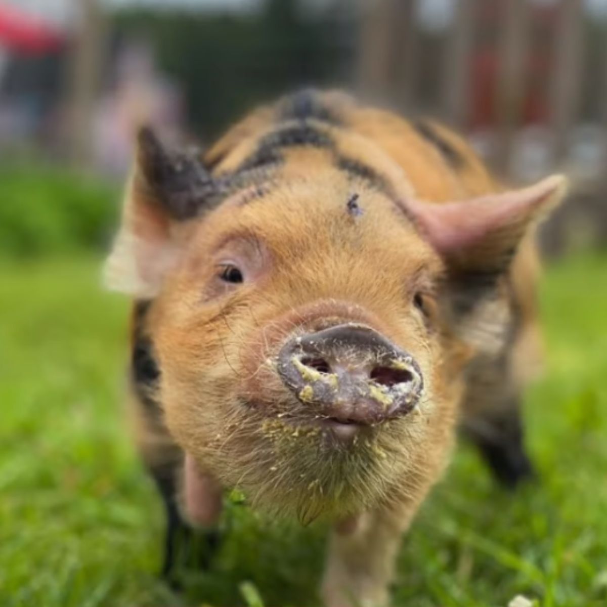 happy piglet on grass