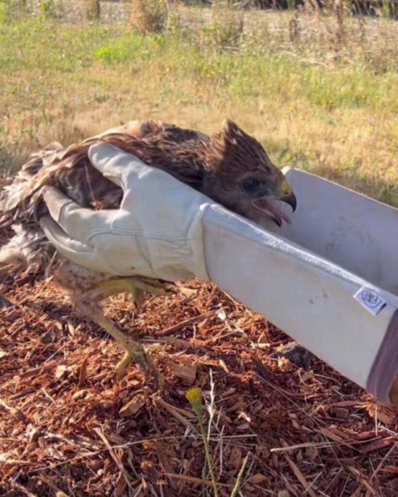 Hawk Helps Compassionate Woman Finds A Young Wounded Hawk In Her Yard And Helps It ...