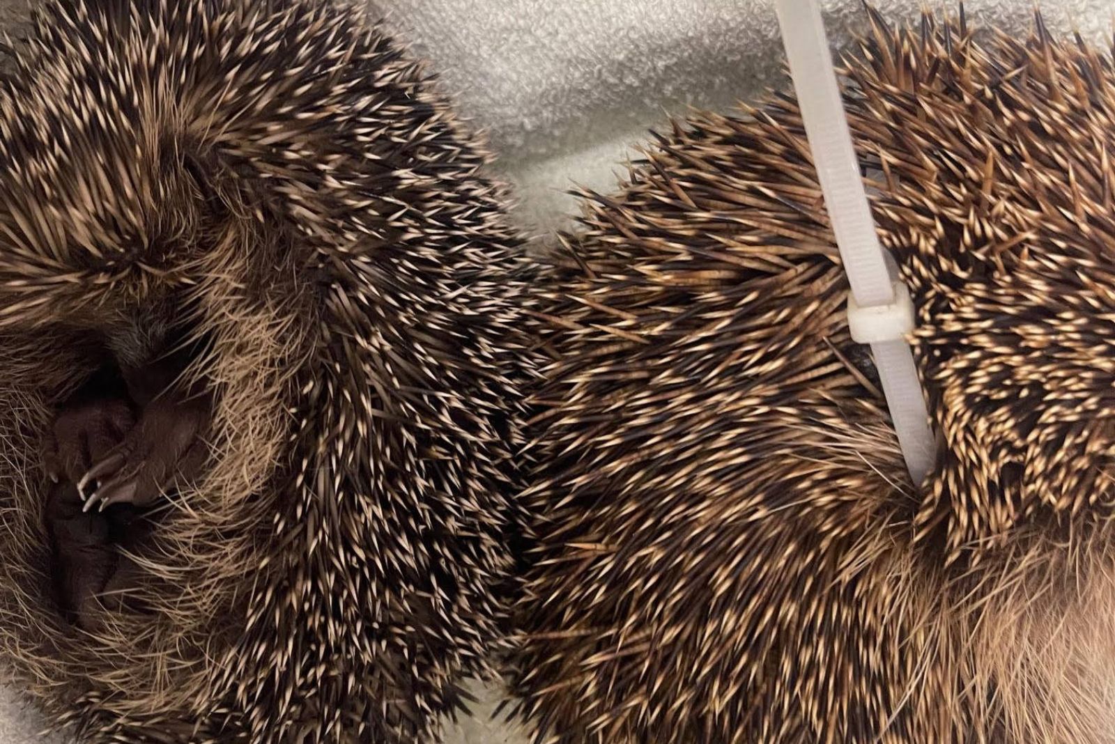 hedgehog and cable tie