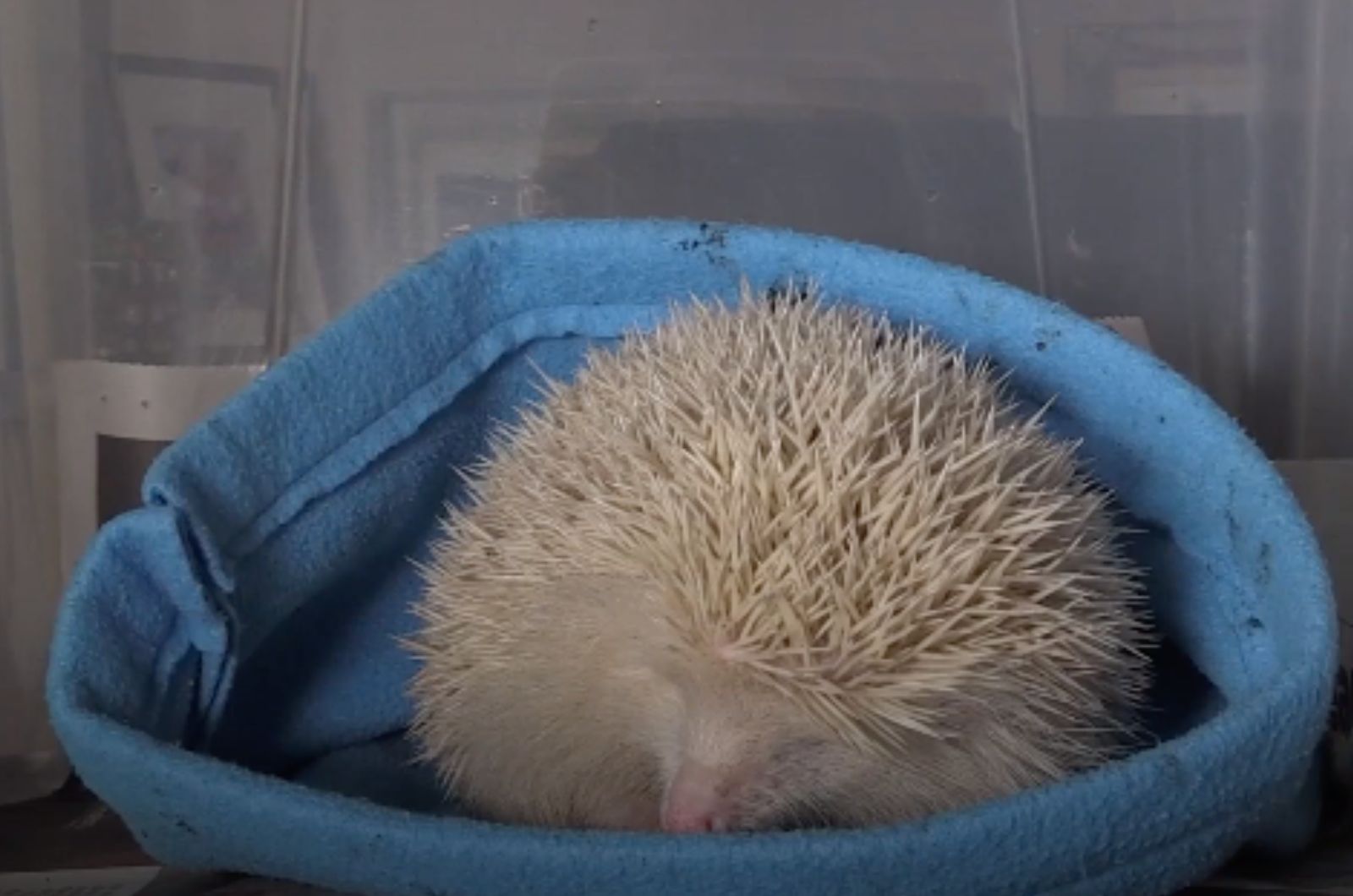 hedgehog in blue basket