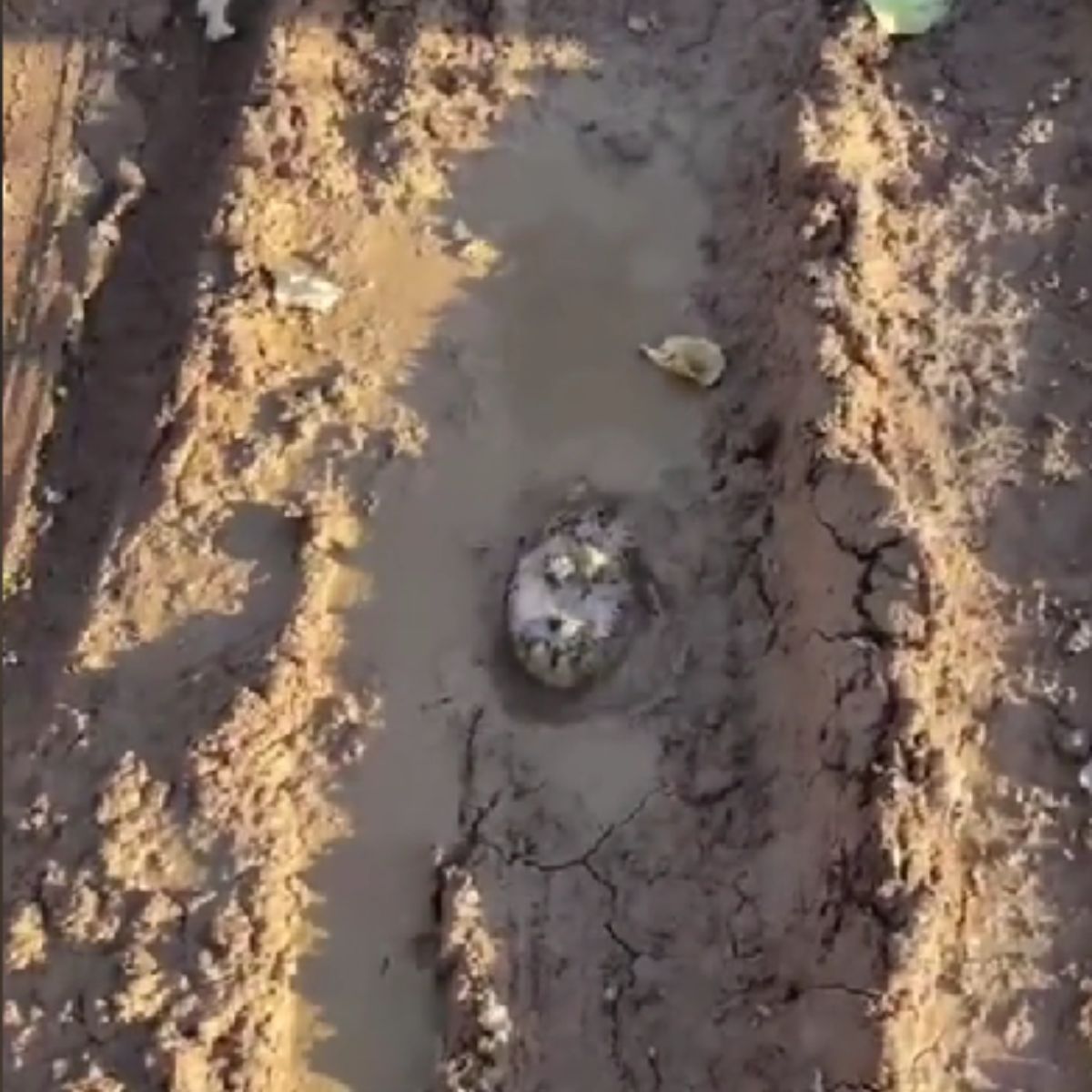 hedgehog in mud