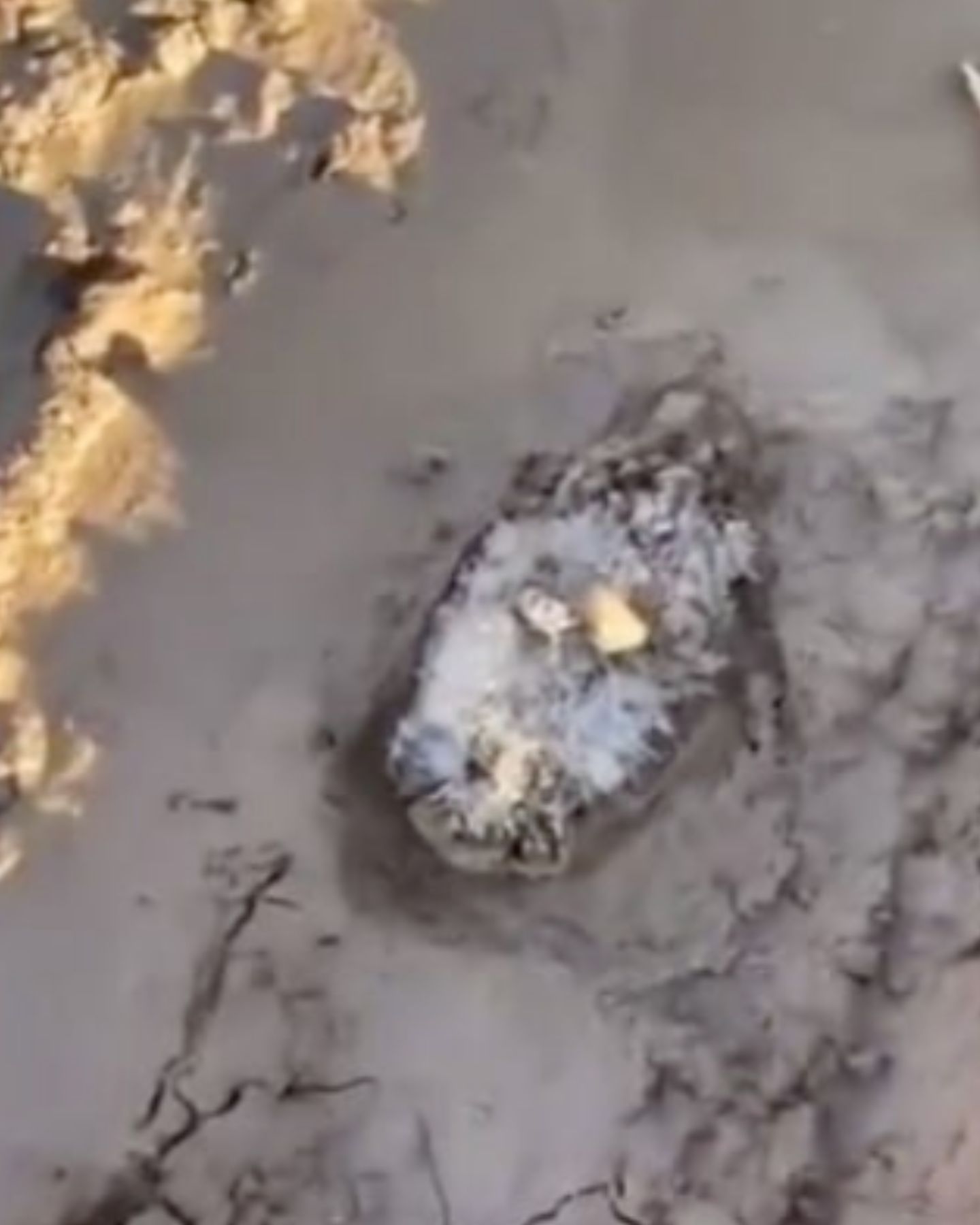 hedgehog stuck in mud